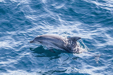 All Inclusive Dolphin And Tangalooma Wrecks Cruise - Accommodation Adelaide 1