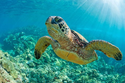 All Inclusive Dolphin And Tangalooma Wrecks Cruise - Accommodation Adelaide 3