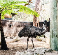 Sydney Taronga Zoo General Entry Ticket and Wild Australia Experience - Accommodation Adelaide