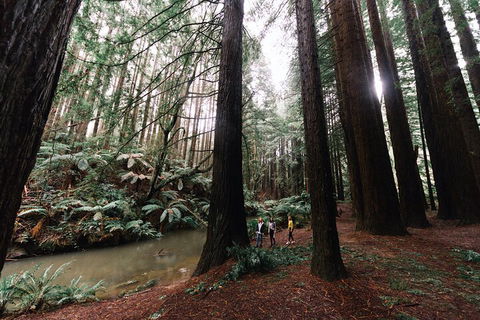 LGBT+ Friendly 3 Day Private Tour Great Ocean Road & Phillip Island - Accommodation Adelaide 2