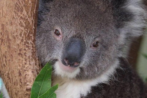 All Inclusive Blue Mountains Small-Group Day Trip From Sydney - Accommodation Adelaide 1