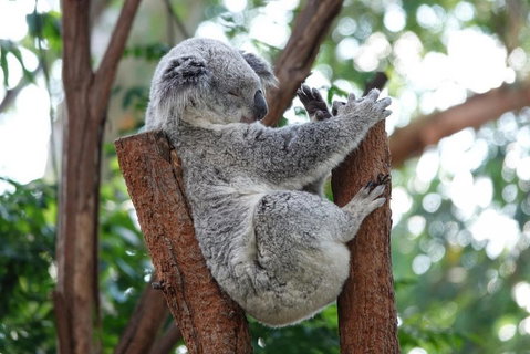 Small-Group Blue Mountains Tour With A Local Guide - Accommodation Adelaide 2