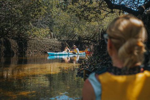 Kayak Tour In Adelaide Dolphin Sanctuary - Accommodation Adelaide 0