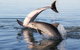Kayak Tour In Adelaide Dolphin Sanctuary - thumb 5