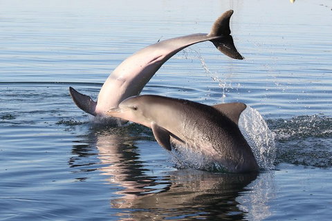 Kayak Tour In Adelaide Dolphin Sanctuary - Accommodation Adelaide 5