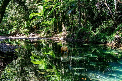 Daintree And Cape Tribulation Full Day Guided Tour - Accommodation Adelaide 1