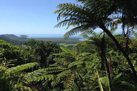 Daintree And Cape Tribulation Full Day Guided Tour - Accommodation Adelaide 2