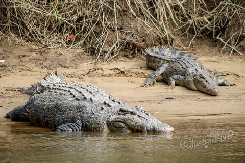 Daintree And Cape Tribulation Full Day Guided Tour - Accommodation Adelaide 3