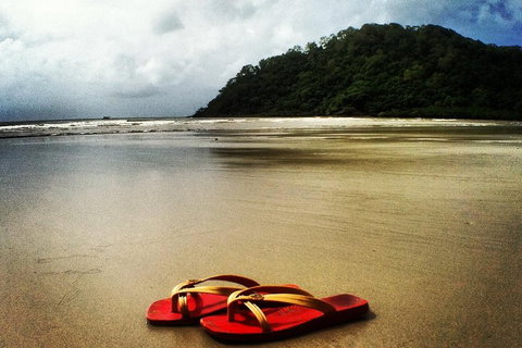 Daintree And Cape Tribulation Full Day Guided Tour - Accommodation Adelaide 4