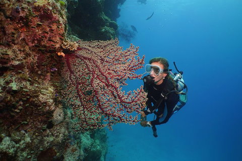 Silversonic Outer Great Barrier Reef Dive And Snorkel Cruise From Port Douglas - Accommodation Adelaide 0