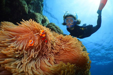 Silversonic Outer Great Barrier Reef Dive And Snorkel Cruise From Port Douglas - Accommodation Adelaide 3
