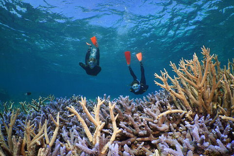 Silversonic Outer Great Barrier Reef Dive And Snorkel Cruise From Port Douglas - Accommodation Adelaide 4