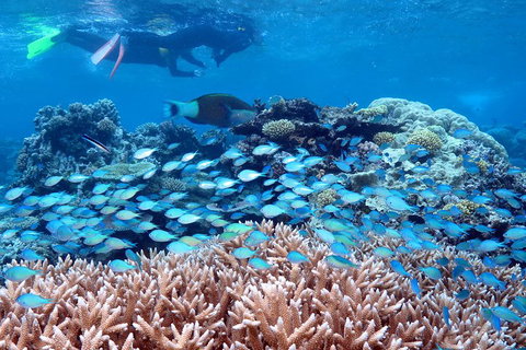 Silversonic Outer Great Barrier Reef Dive And Snorkel Cruise From Port Douglas - Accommodation Adelaide 5