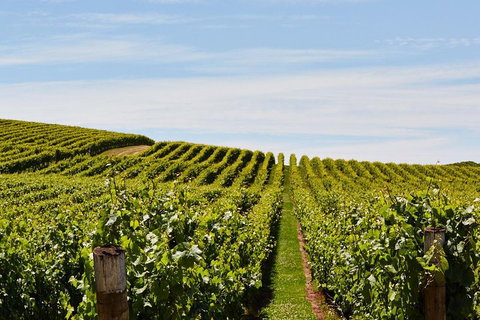 West Tamar Wine Tour - Accommodation Adelaide 2