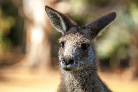 Port Arthur And Tassie Devils Active Day Tour From Hobart - Accommodation Adelaide 2