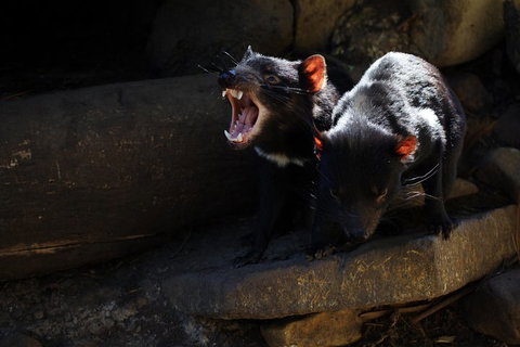 Port Arthur And Tassie Devils Active Day Tour From Hobart - Accommodation Adelaide 4