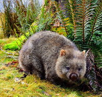 Cradle Mountain National Park Day Tour from Launceston - Accommodation Adelaide