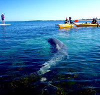 Penguin and Seal Islands Sea Kayaking Experience - Accommodation Adelaide