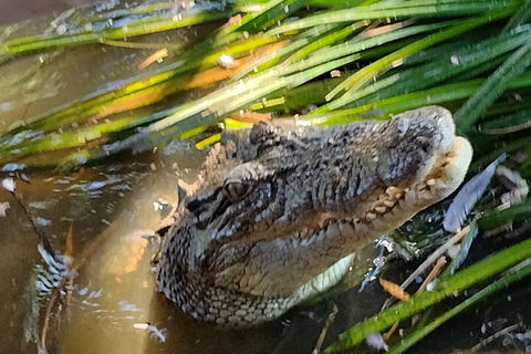Litchfield Park Adventures And Jumping Crocodile Cruise + Butterfly Farm - Accommodation Adelaide 4