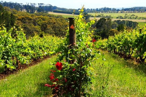 Mornington Peninsula Sightseeing Tour For 2-6 Guests. - Accommodation Adelaide 3