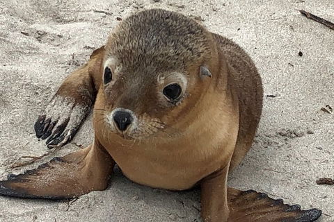 Kangaroo Island Scenic Trail Tour - Accommodation Adelaide 0