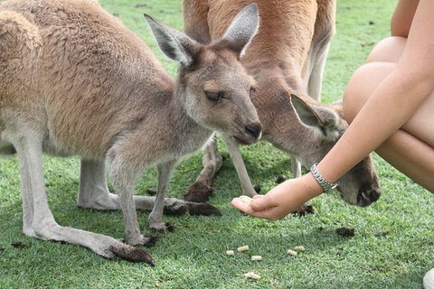 Pinnacles Desert, Koalas And Sandboarding 4WD Day Tour From Perth - Accommodation Adelaide 1