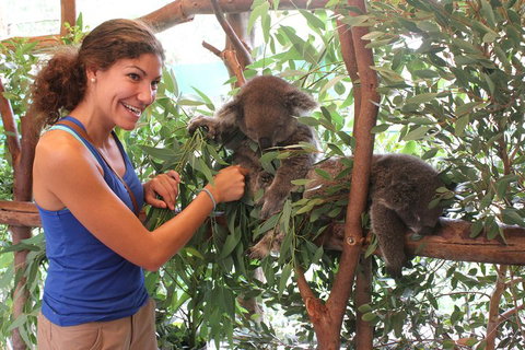 Pinnacles Desert, Koalas And Sandboarding 4WD Day Tour From Perth - Accommodation Adelaide 5