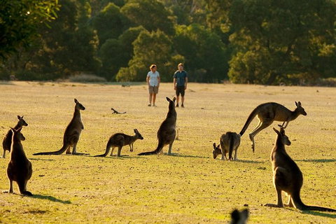 Grampians National Park Small-Group Eco Tour From Melbourne - Accommodation Adelaide 4