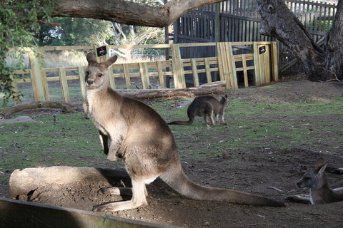 Mt. Wellington, Bonorong And Richmond Day Tour From Hobart - Accommodation Adelaide 2