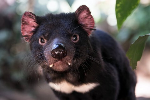 Mt. Wellington, Bonorong And Richmond Day Tour From Hobart - Accommodation Adelaide 3
