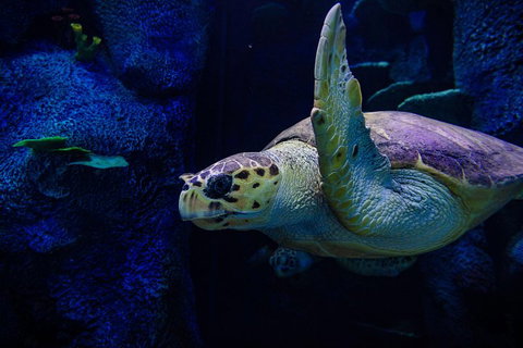 Sydney Attractions Pass: SEA LIFE Aquarium, Sydney Tower Eye, WILD LIFE Zoo And Madame Tussauds - Accommodation Adelaide 1