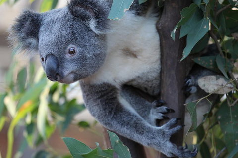 Sydney Attractions Pass: SEA LIFE Aquarium, Sydney Tower Eye, WILD LIFE Zoo And Madame Tussauds - Accommodation Adelaide 2