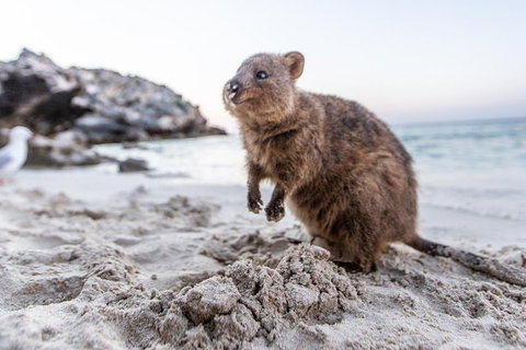 Fremantle To Rottnest Island Roundtrip Ferry Ticket - Accommodation Adelaide 1