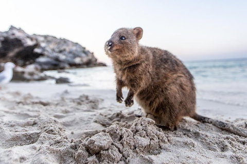 Rottnest Island All-Inclusive Grand Island Tour From Fremantle - Accommodation Adelaide 2