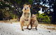 Rottnest Island All-Inclusive Grand Island Tour From Fremantle - thumb 5