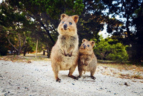Rottnest Island All-Inclusive Grand Island Tour From Fremantle - Accommodation Adelaide 5