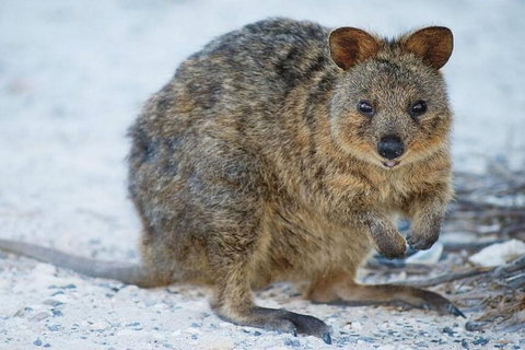 Perth To Rottnest Island Roundtrip Ferry Ticket - Accommodation Adelaide 3