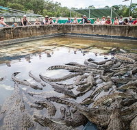 Hartley's Crocodile Adventures Day Trip from Palm Cove - Accommodation Adelaide