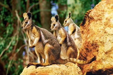Sydney Harbour Hop On Hop Off Cruise With Taronga Zoo Entry - Accommodation Adelaide 4