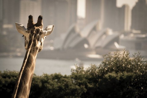 Sydney Harbour Hop On Hop Off Cruise With Taronga Zoo Entry - Accommodation Adelaide 5