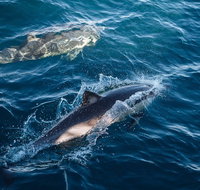 Sydney Whale-Watching Cruise - Accommodation Adelaide