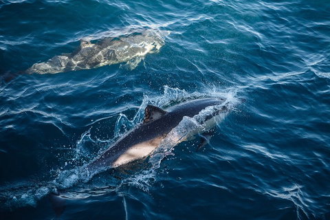 Sydney Whale-Watching Cruise - Accommodation Adelaide 0