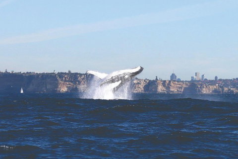 Sydney Whale-Watching Cruise - Accommodation Adelaide 3