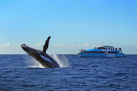 Sydney Whale-Watching Cruise - Accommodation Adelaide 5
