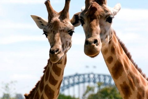Sydney Harbour Ferry With Taronga Zoo Entry Ticket - Accommodation Adelaide 1