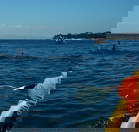 Mornington Peninsula Kayak Coastline Tour of Dolphin Sanctuary - Accommodation Adelaide