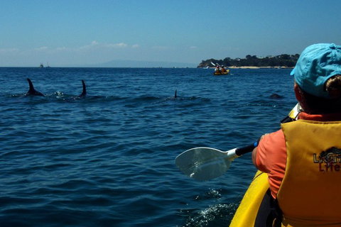 Mornington Peninsula Kayak Coastline Tour Of Dolphin Sanctuary - Accommodation Adelaide 0