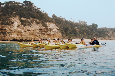 Mornington Peninsula Kayak Coastline Tour Of Dolphin Sanctuary - Accommodation Adelaide 4