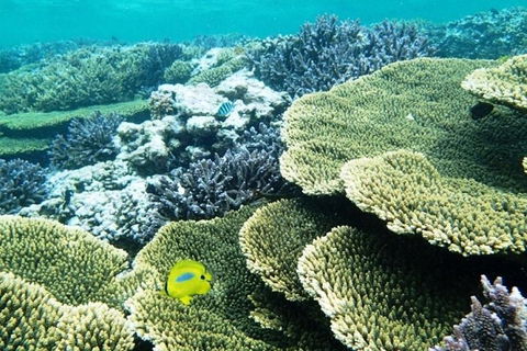 Abrolhos Islands Scenic Flight & Snorkel Adventure From Perth - Accommodation Adelaide 4