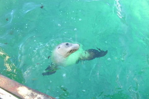 Abrolhos Islands Scenic Flight & Snorkel Adventure From Perth - Accommodation Adelaide 5